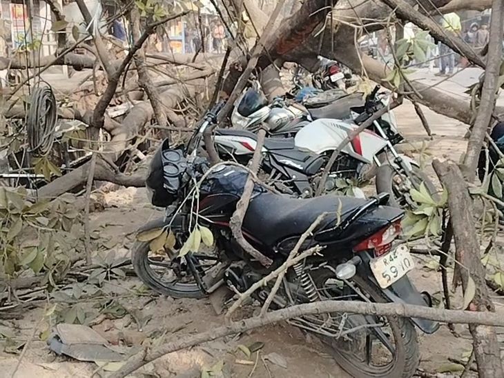 Construction Update: बक्सर में नाला निर्माण के दौरान पेड़ गिरा, अधिकारी नहीं पहुंचे