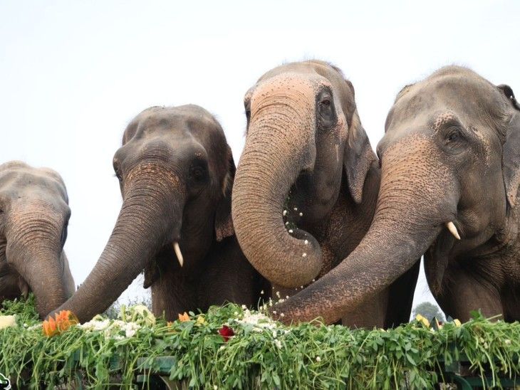 मथुरा में हाथी और भालुओं ने मनाया क्रिसमस:संरक्षण करने वाली संस्था ने दिए लजीज उपहार, सैर के दौरान शामिल हुए जश्न में