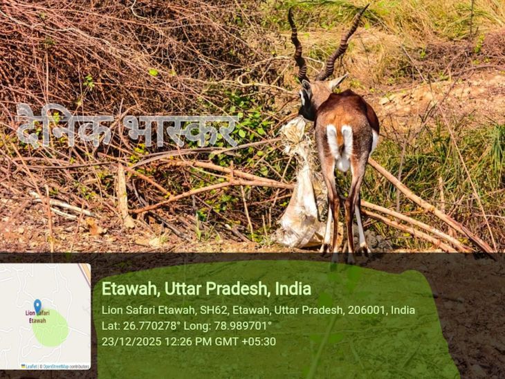 इटावा सफारी में 3 दिन में 3 वन्यजीवों की मौत:सफारी प्रबंधन पर गंभीर सवाल, लापरवाही या हादसा