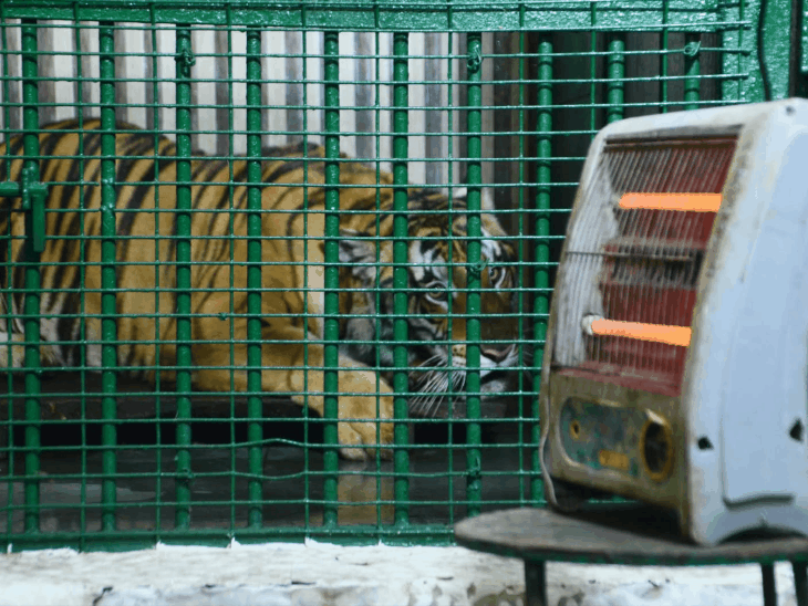 ठंड से बदला कानपुर ‘जू’ का मेन्यू:शेर- चीते हीटर में कर रहे आराम, जानवरों- पक्षियों को खिला रहे गुड और अखरोट